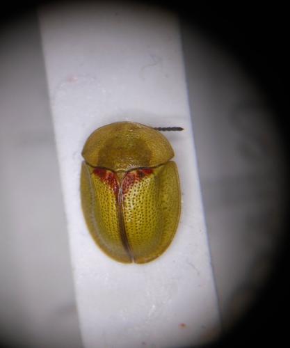 Réf. 149 024 : Cassida rubiginosa