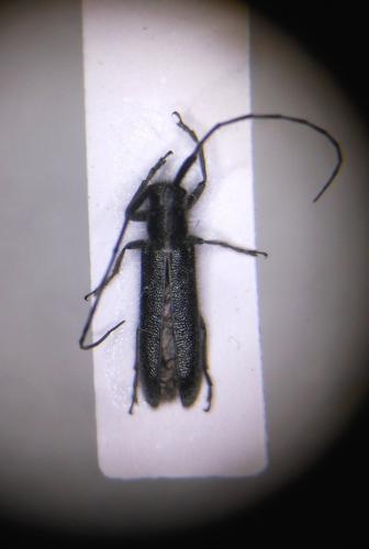 Agapanthia cardui