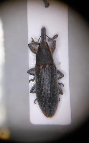 Réf. 149 026 : Lixus vilis