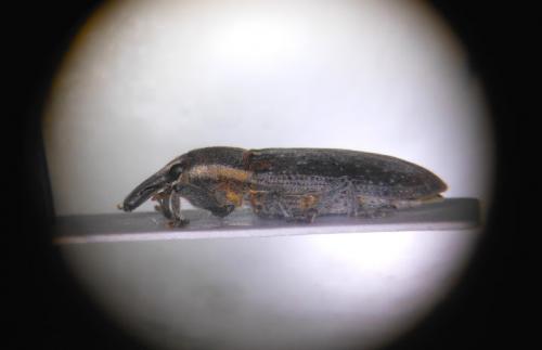 Réf. 149 036 : Lixus vilis