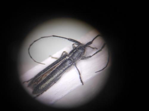 Réf. 149 146 : Agapanthia cardui