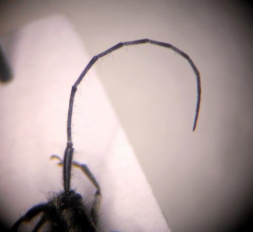 Agapanthia cardui
