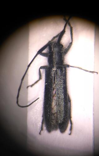 Agapanthia cardui