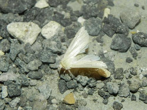 Réf. 149 194 : Mythimna pallens