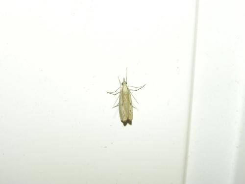Réf. 149 136 : Agriphila inquinatella