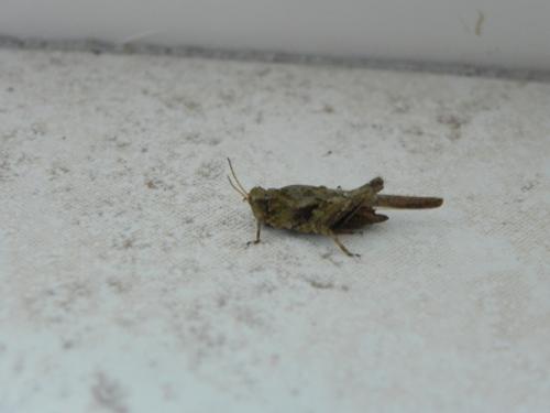 Tetrix sp.