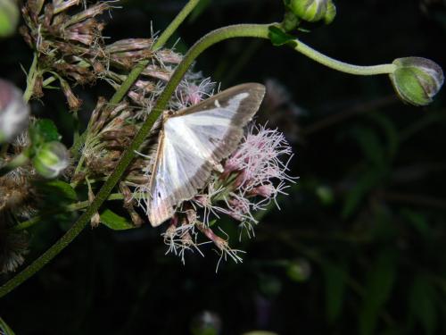 Cydalima perspectalis
