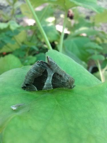 Dysgonia algira