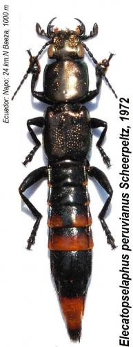 Elecatopselaphus peruvianus