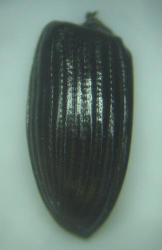 Aphodius sp.