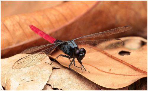 Réf. 149 741 : Erythemis peruviana