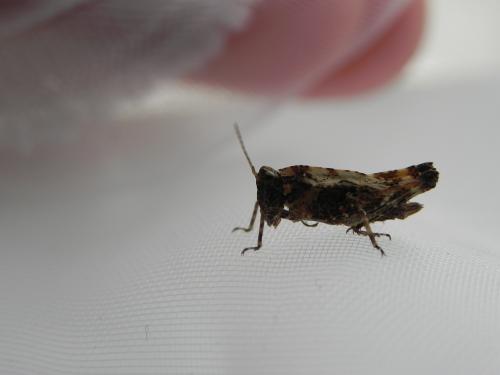 Tetrix undulata