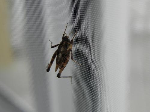 Tetrix undulata