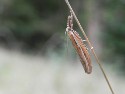 Réf. 149 446 : Agriphila tristella
