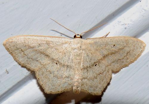 Réf. 149 591 : Scopula nigropunctata