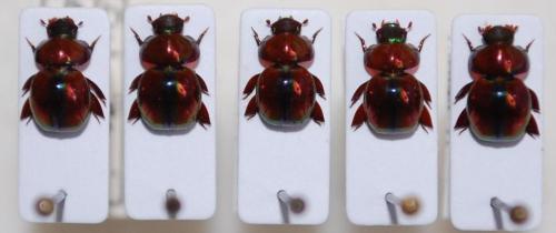 Eubrittoniella ignita