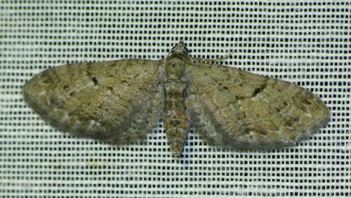 Réf. 149 527 : Eupithecia pusillata