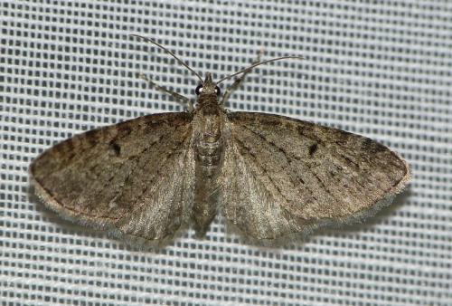 Eupithecia sp.