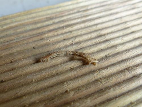 Réf. 149 260 : Eupithecia sp.