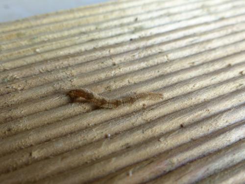 Eupithecia sp.