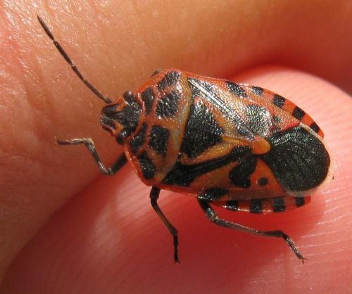 Eurydema blanda