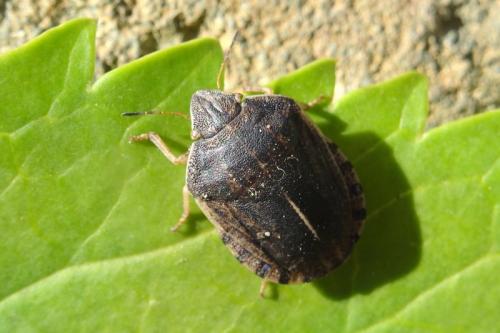 Réf. 149 070 : Eurygaster austriaca