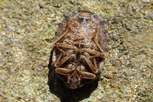 Réf. 149 071 : Eurygaster austriaca