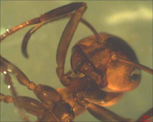 Réf. 149 475 : Formica polyctena