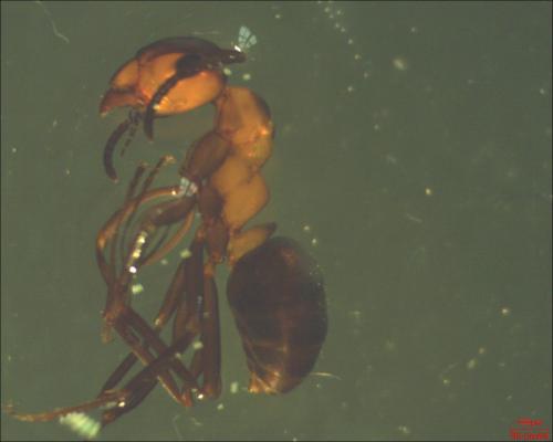 Réf. 149 476 : Formica polyctena