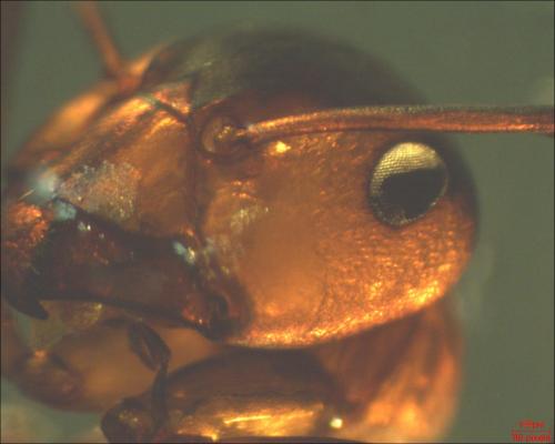 Formica polyctena