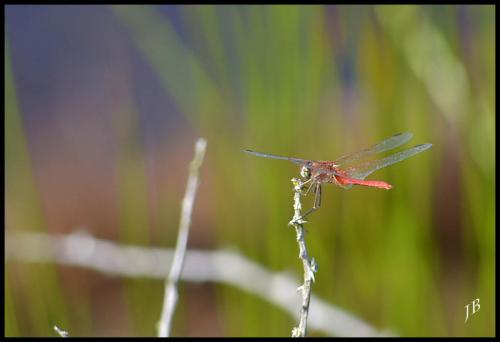 Sympetrum fonscolombii