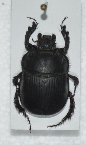 Réf. 149 502 : Typhaeus typhoeus