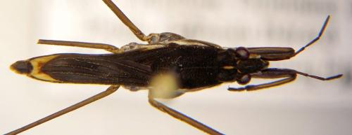 Gerris gibbifer