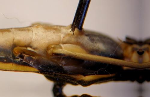 Gerris gibbifer