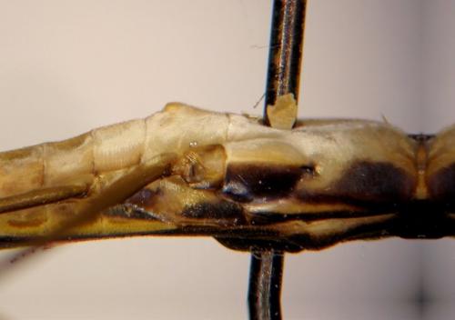 Gerris gibbifer