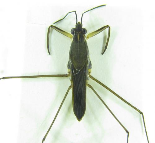 Gerris caucasicus