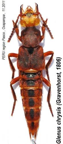 Glenus chrysis
