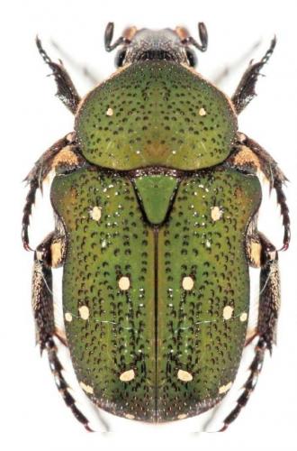 Glycyphana nicobarica