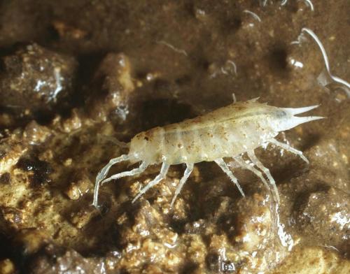 Réf. 149 001 : Scotoniscus macromelos