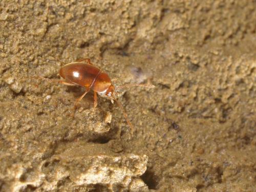 Speonomus longicornis