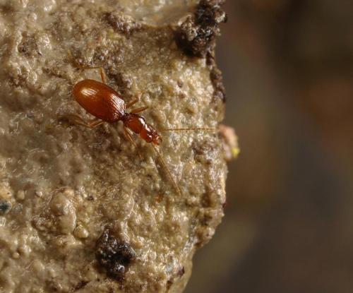 Geotrechus discontignyi