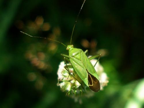 Réf. 149 351 : Calocoris affinis