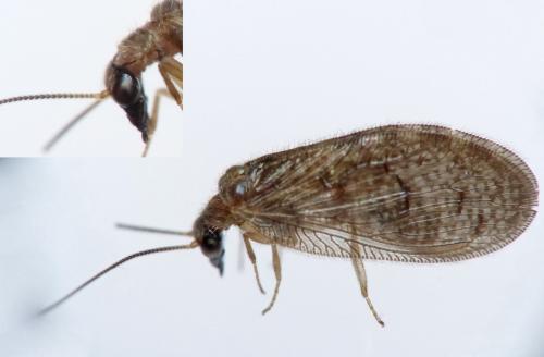 Réf. 149 123 : Sympherobius sp.