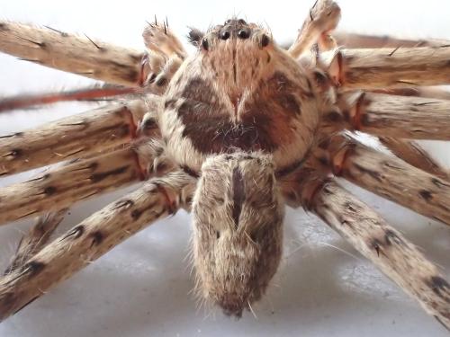 Réf. 149 274 : Heteropoda venatoria