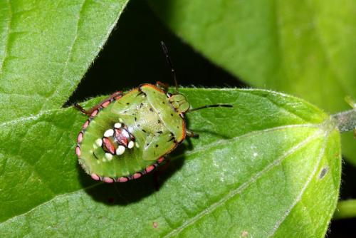 Nezara viridula
