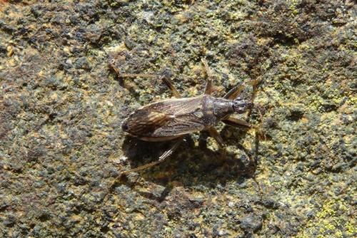 Himacerus major
