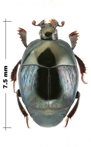 Saprinus splendens