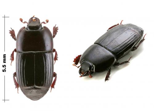 Platylister foliaceus