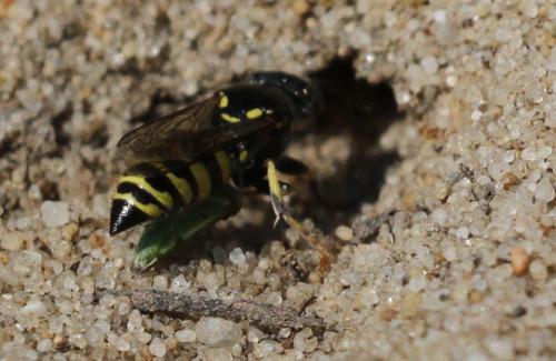 Bembecinus tridens