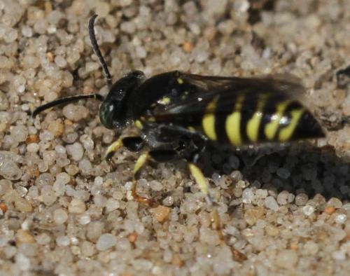Bembecinus sp.